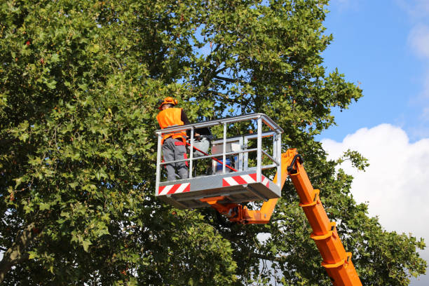 Best Commercial Tree Services  in Foley, MN